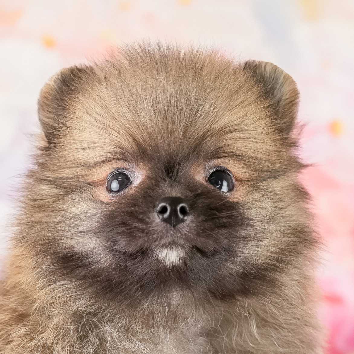 小さな立ち耳と、首まわりのふわふわの毛が分かる、ポメラニアンの子犬の顔の写真