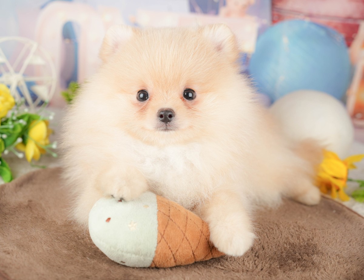 アイスクリームの形のおもちゃに前足をのせている、クリームのポメラニアンの子犬の写真