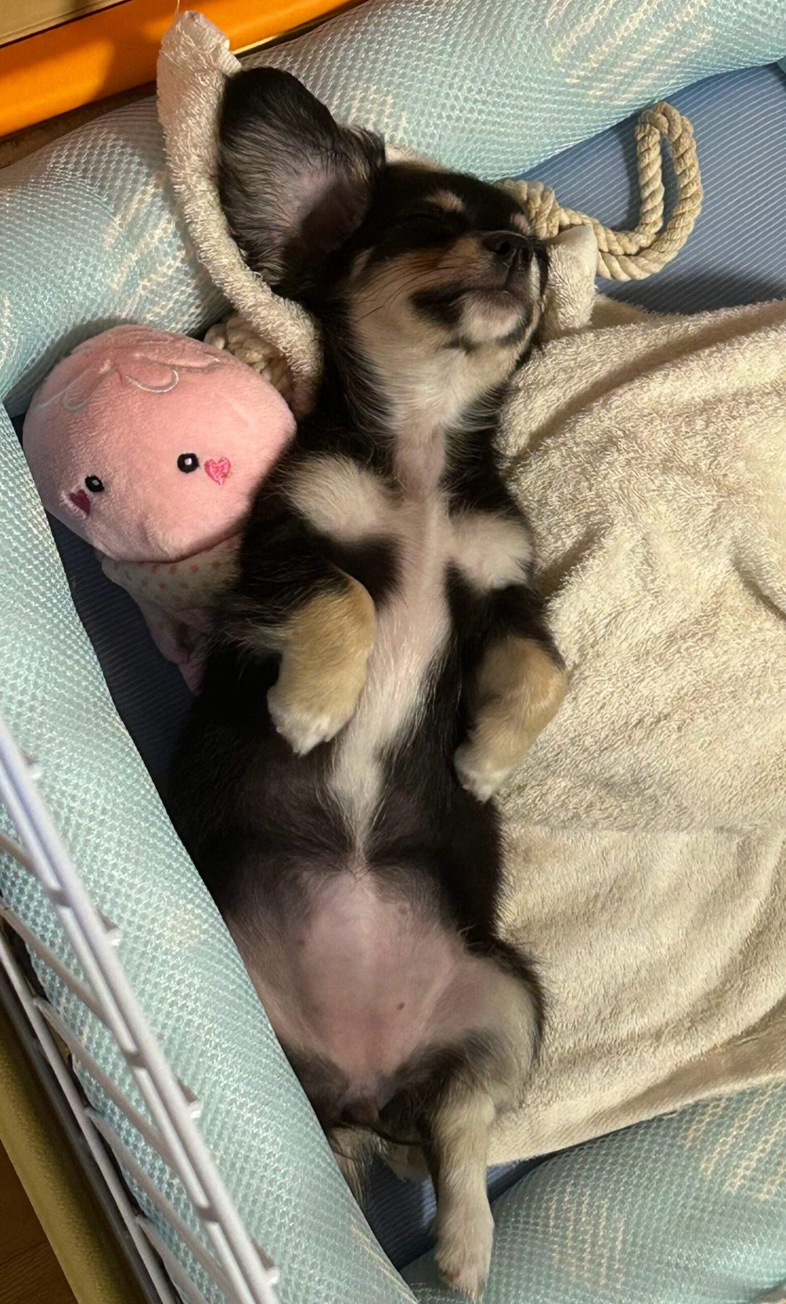 初めてのわんちゃんを迎えるにあたり不安でしたが、家族になる…
