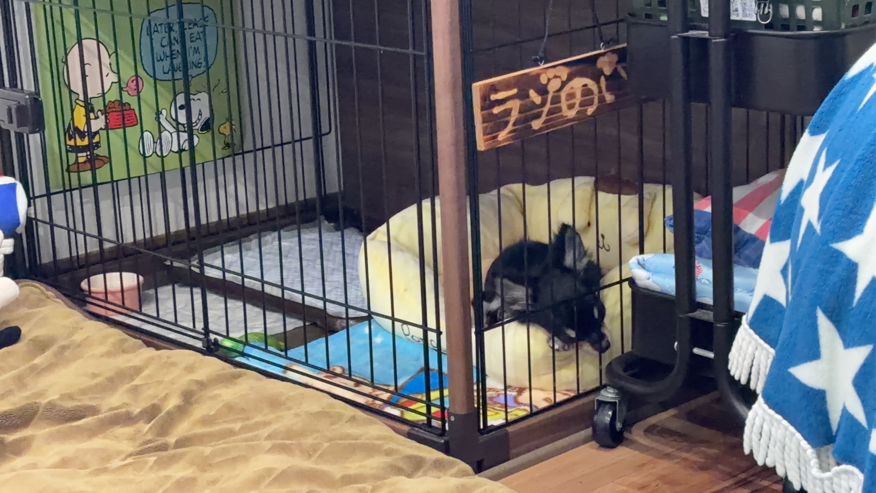 トイトレ成功して