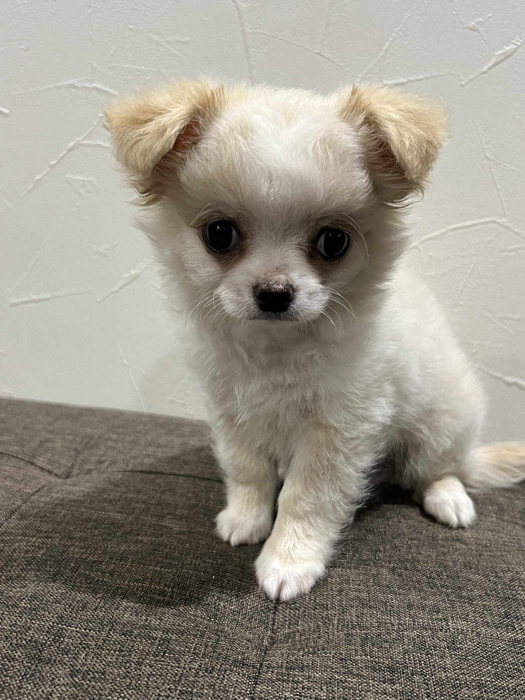 とにかくかわいいです