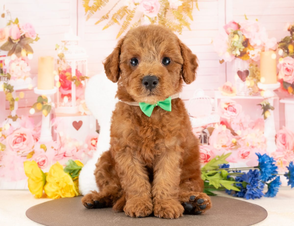 緑の蝶ネクタイをして、花の飾りの前でおすわりしているレッドのトイ・プードルの子犬の写真