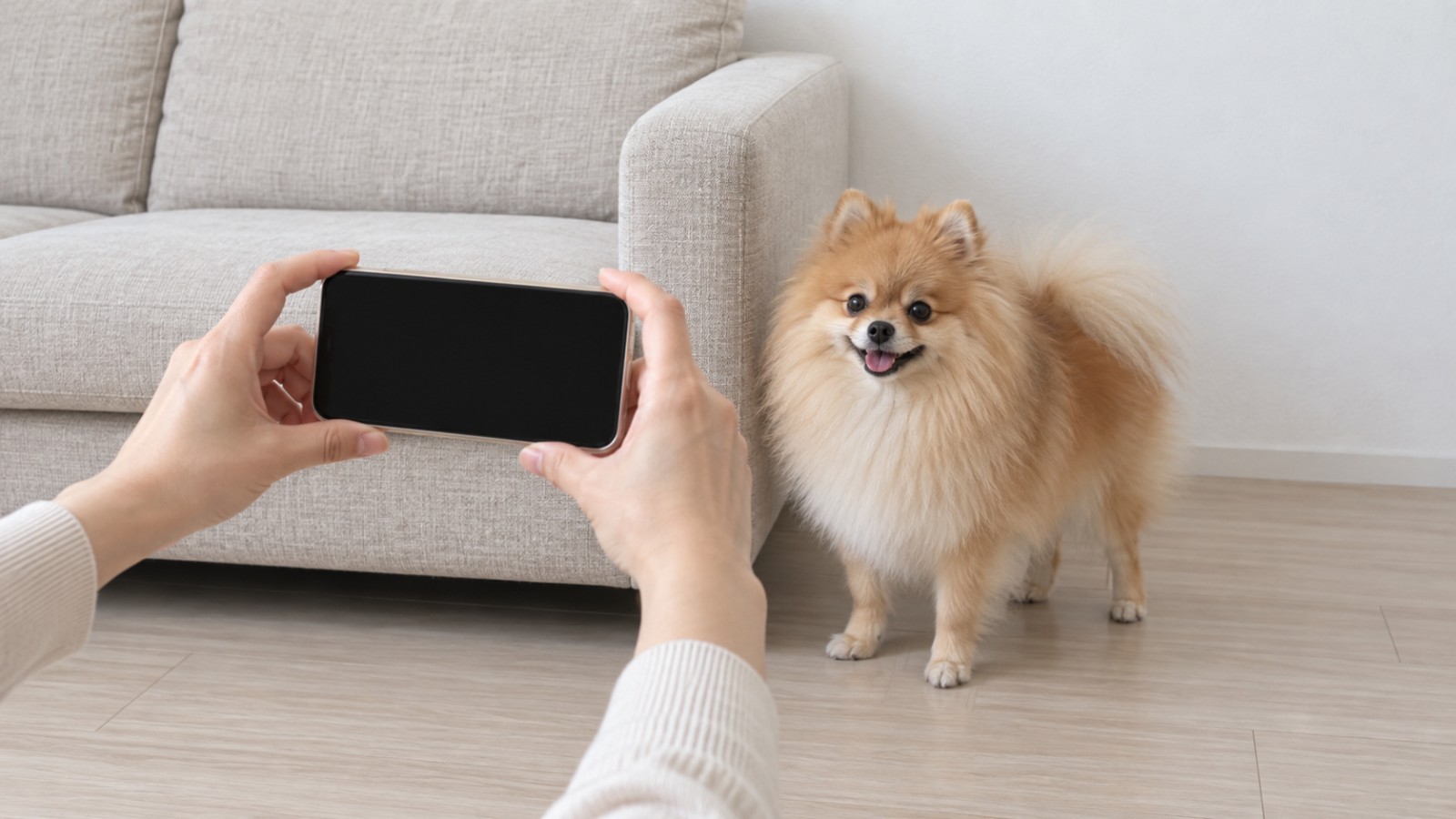 リビングの少し離れた位置から、スマートフォンを構えて、ソファのそばにいるポメラニアンを撮影している手元の写真。人の顔は写っていない