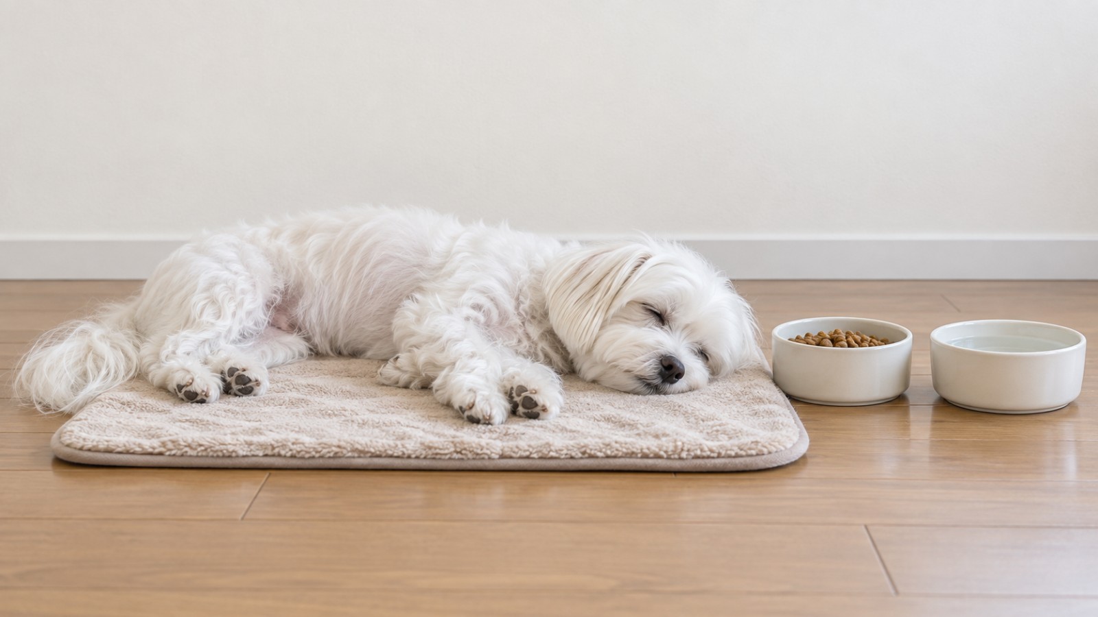リビングの床に敷いたマットの上で、マルチーズが横になって眠っている写真。そばにフードの器と水の器が置かれていて、人は写っていない