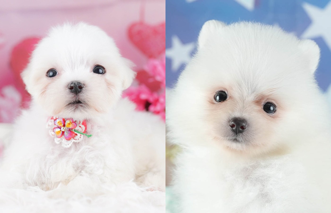 ホワイトのマルチーズ（左）とホワイトのポメラニアン（右）の子犬の顔。別々の2枚の写真を横に並べたもの