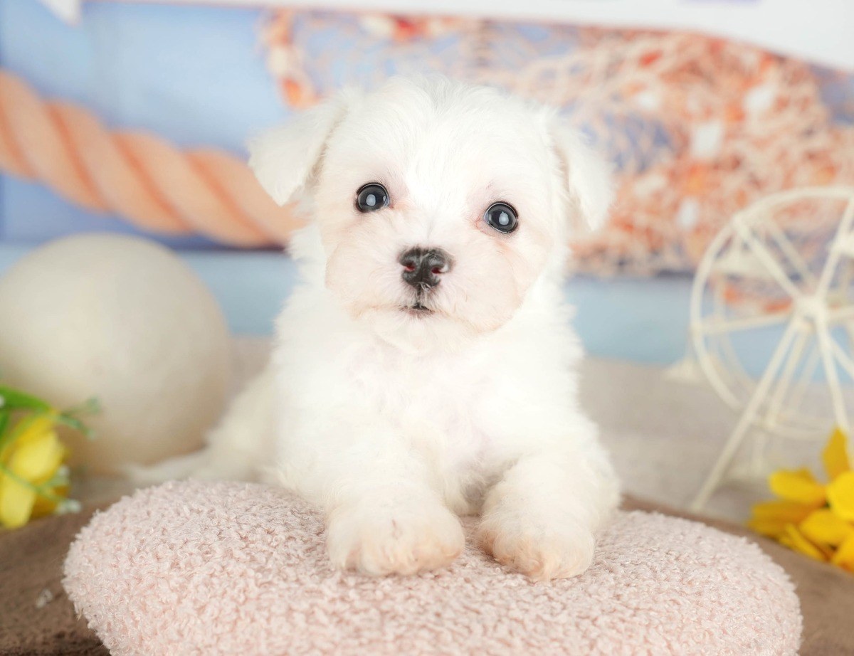 ピンクのクッションに前足をのせて、こちらを見ているホワイトのビション・フリーゼの子犬の写真
