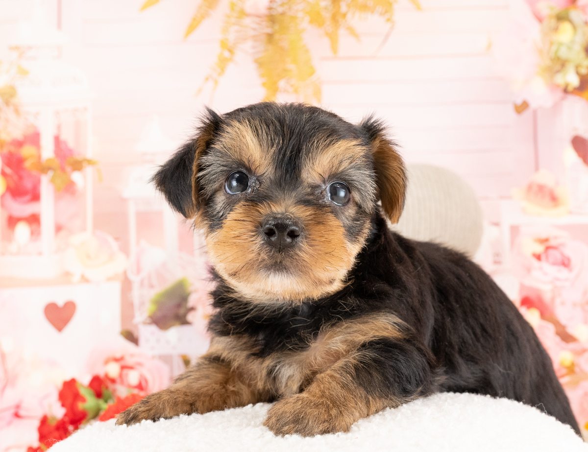 白いふわふわの台の上に伏せて、こちらを見ている、スティールブルー&タンのヨークシャー・テリアの子犬の写真