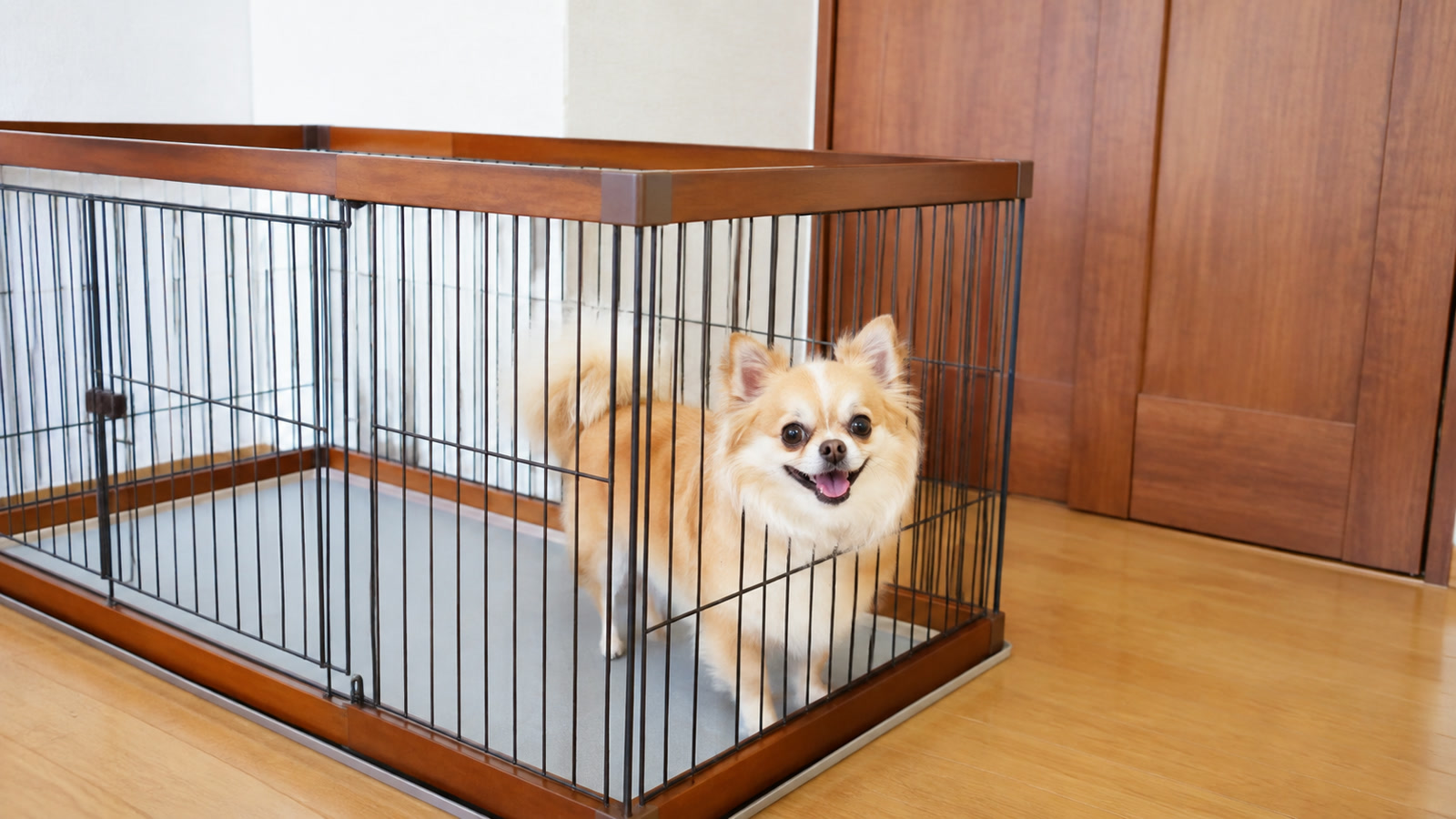 サークルの中から外を見て口を開けている小型犬の写真