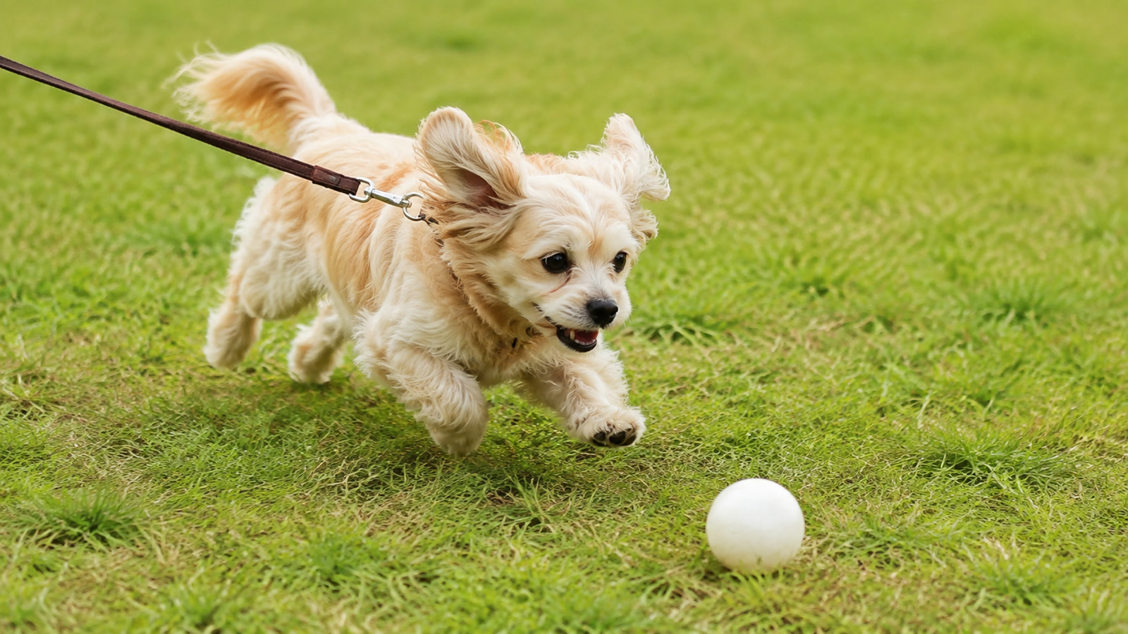 草地でボールを追いかけて走っている小型犬の写真