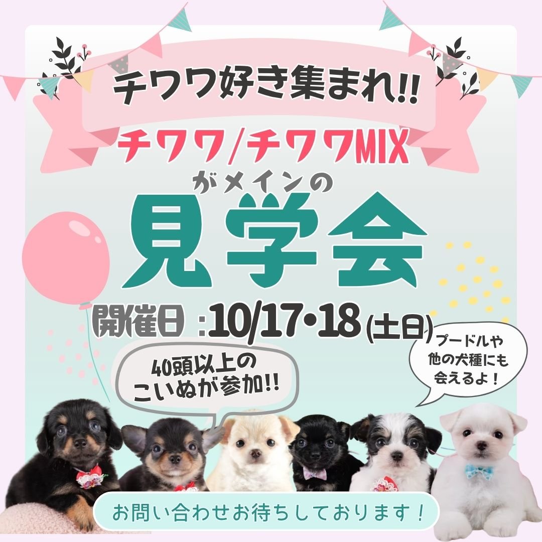 🎀10/17・18はチワワ&MIXメインの見学会🐶