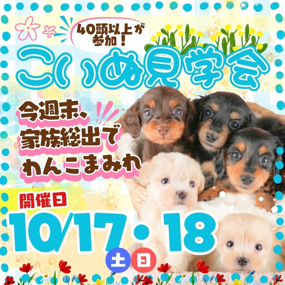 🐶10/17・18(土日)こいぬ見学会開催🍁