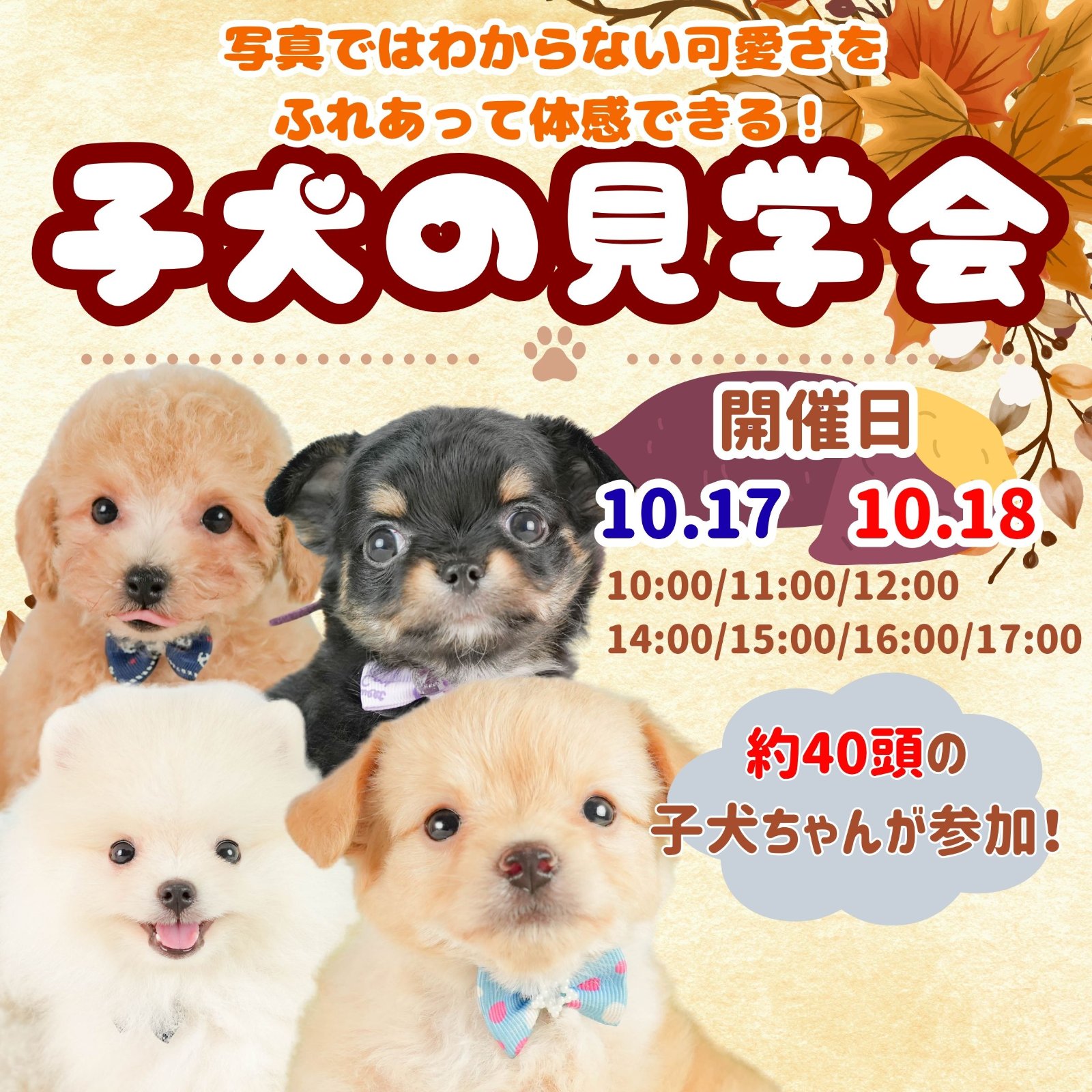 🍁🐶【10月17日・18日開催！秋のこいぬ見学会】🐶🍂