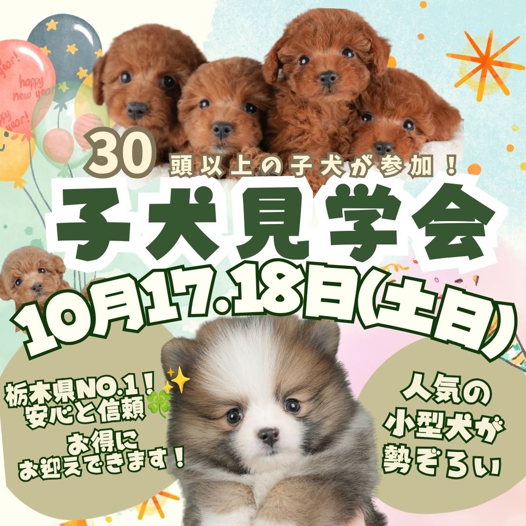 10/17・18限定🚨こいぬ見学会！成約特典1万円引き✨