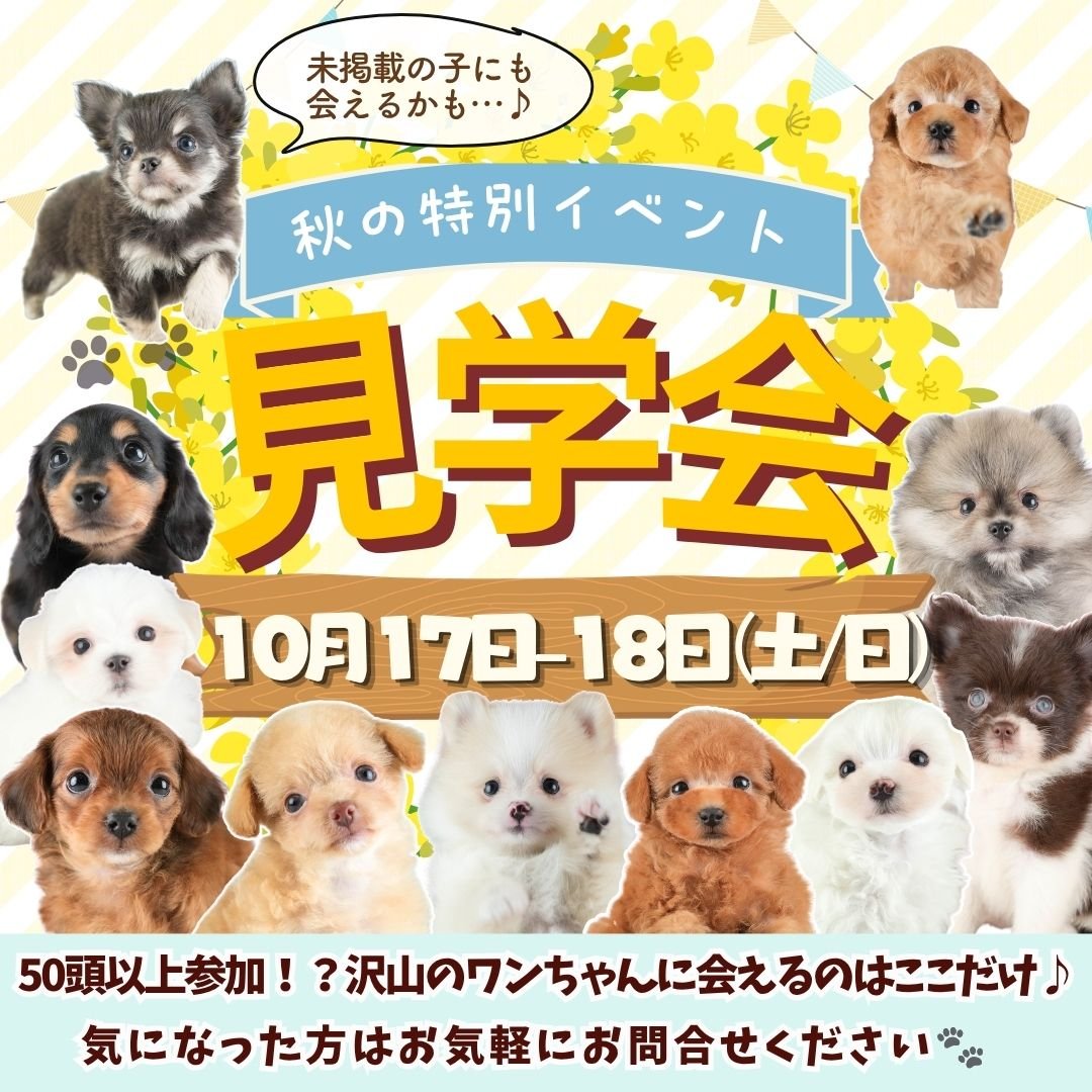 10/17・18緊急開催🚨こいぬ見学会開催🐾