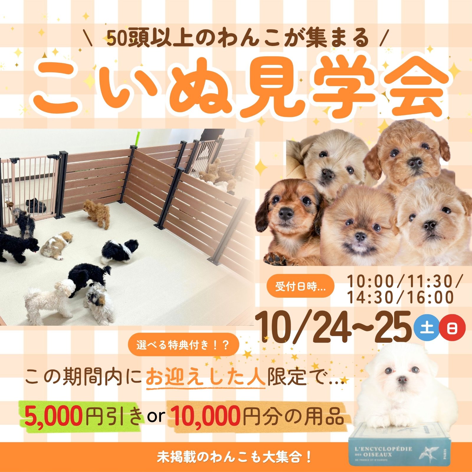 🐶50頭のワンちゃんが大集合！子犬見学会開催🎉
