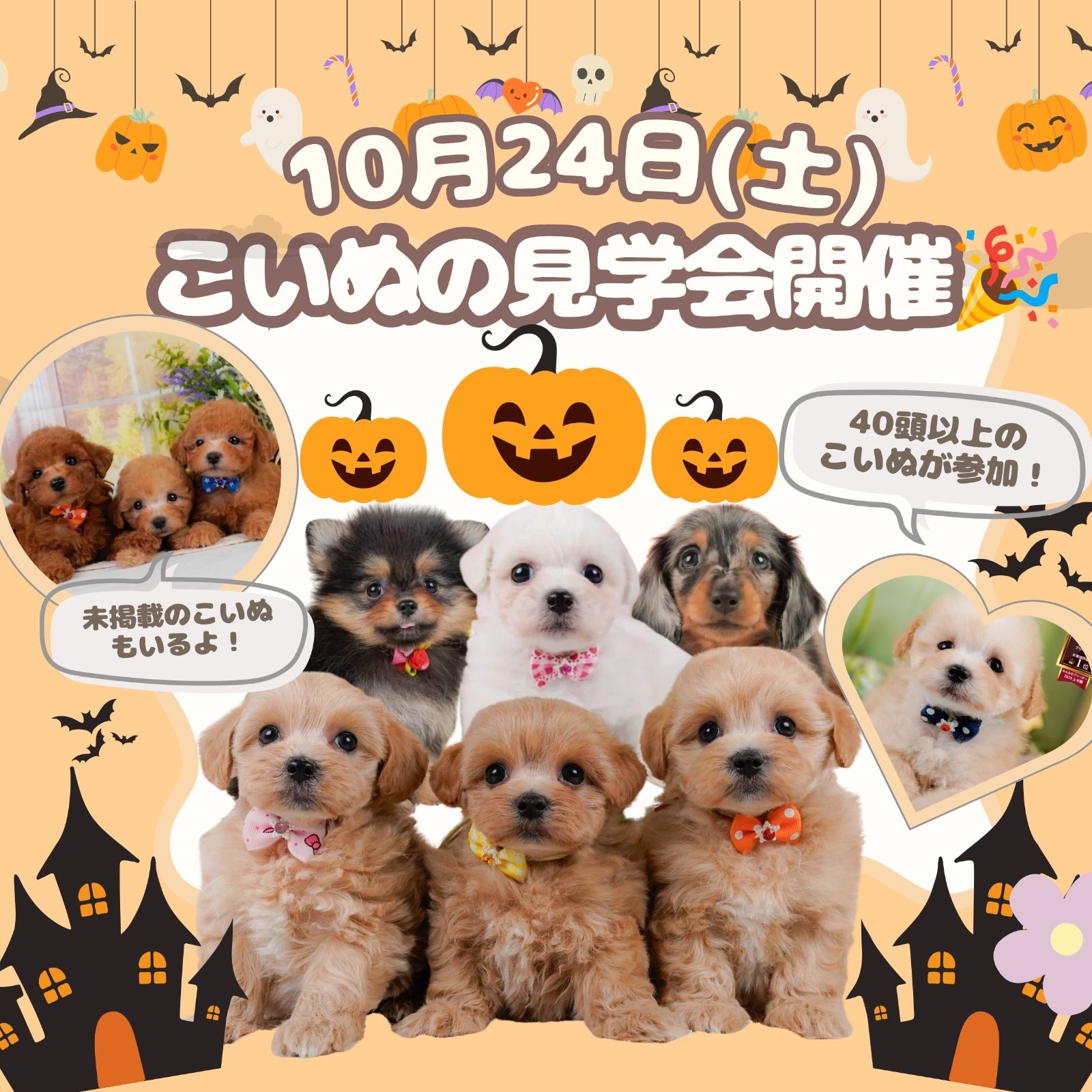 🍬40頭以上参加！10/24(土)こいぬの見学会🐶