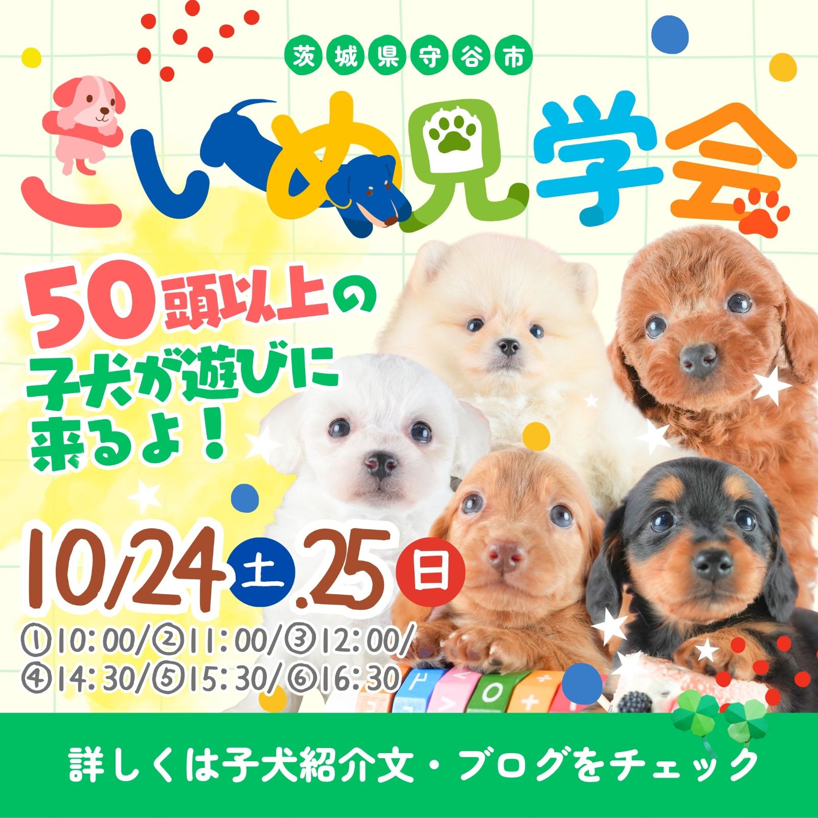 10/24㈯25㈰子犬見学会✨豪華成約特典有🎁