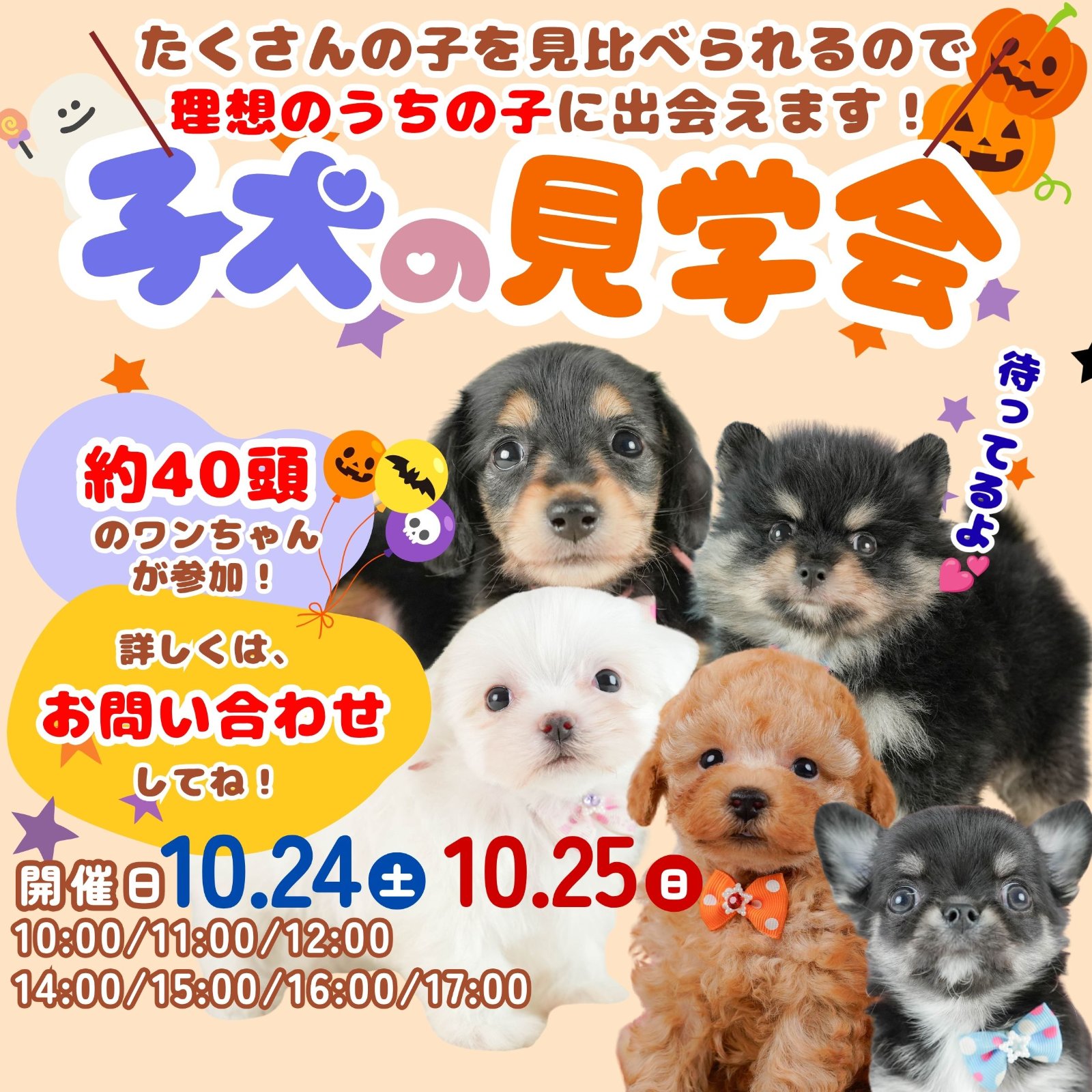 🍀【10月24日と25日開催】約40頭のこいぬちゃんが参加する見学会🐶