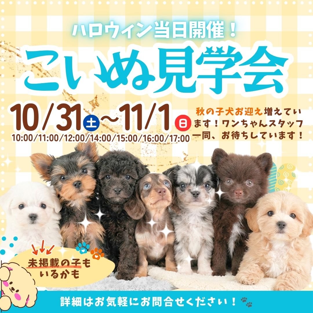 🎃10/31・11/1 こいぬ見学会 50頭以上をご紹介可能🐾