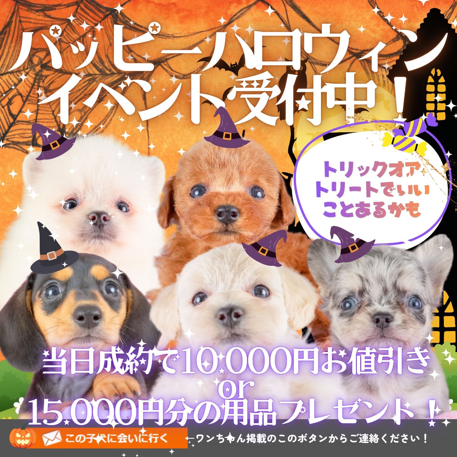 🎃10/31(土)・11/1(日) ハロウィン子犬見学会開催！🐶👻