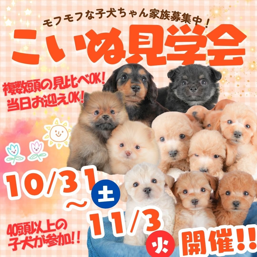 🌾40頭以上参加！10/31〜11/3子犬の見学会開催🍁