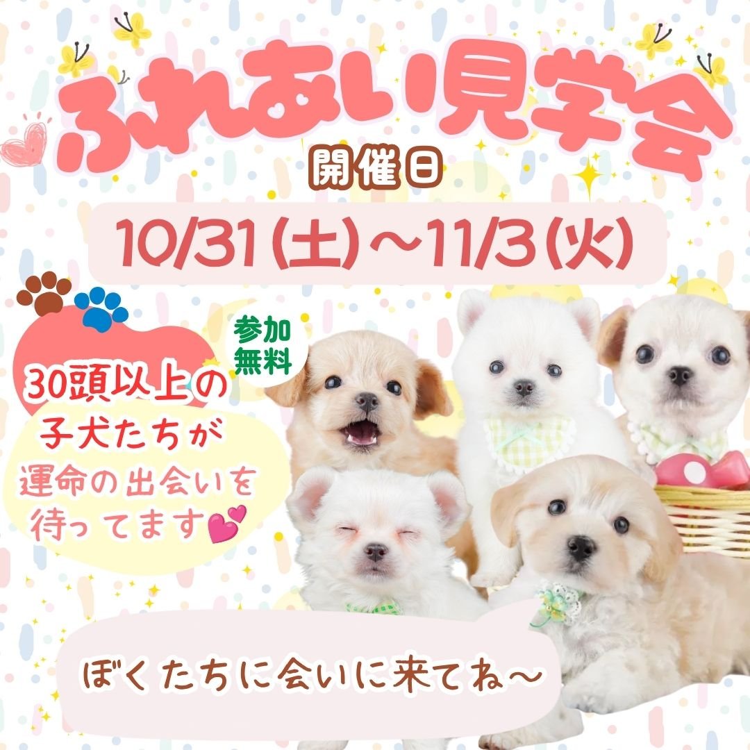 🎊10/31〜11/3(土〜火)開催🐶見るだけ・相談だけもOK！初めての方も大歓迎🌈