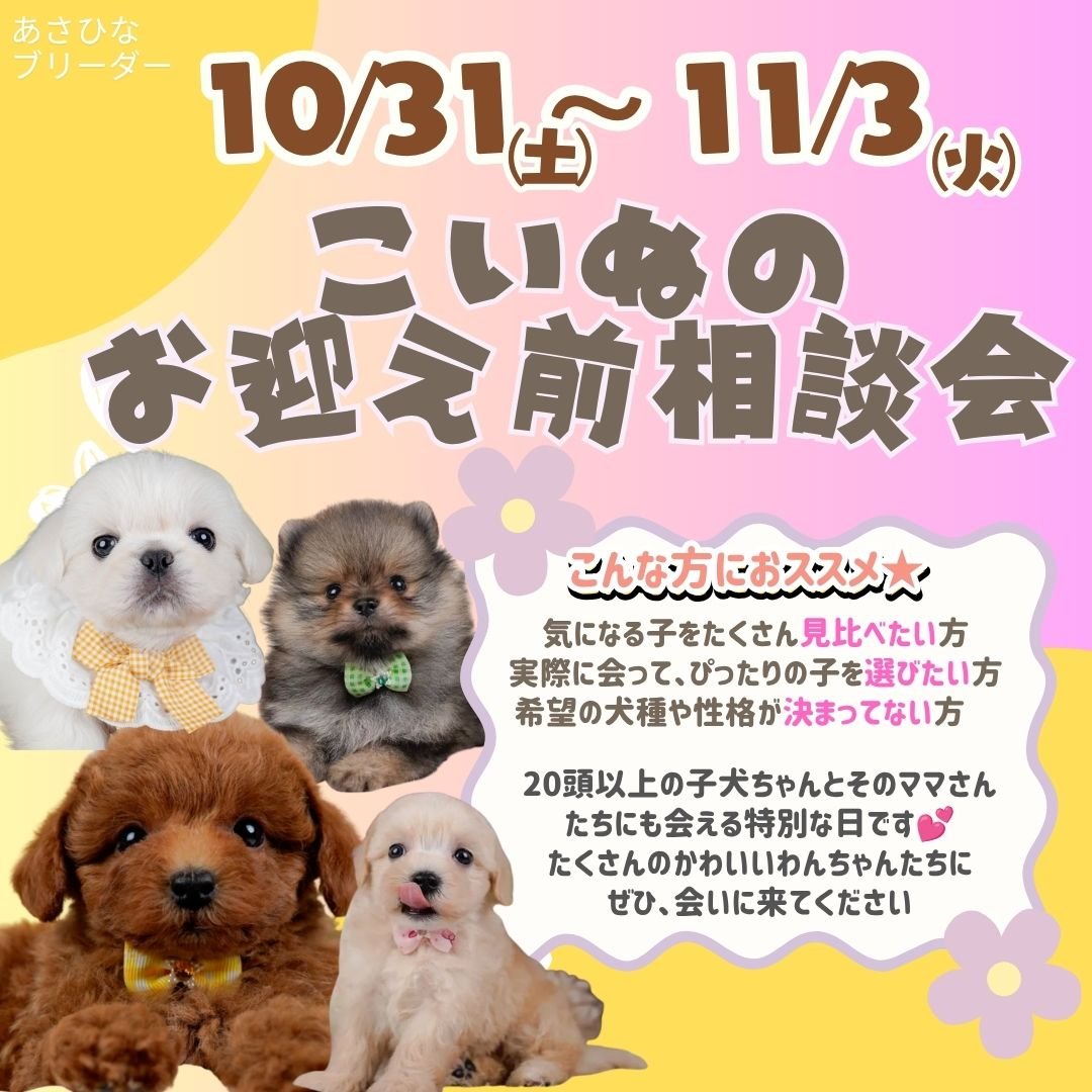 🍂10/31〜11/3(土〜火)開催🐾「本当に飼えるかな」その不安、一緒に整理しましょう🐶