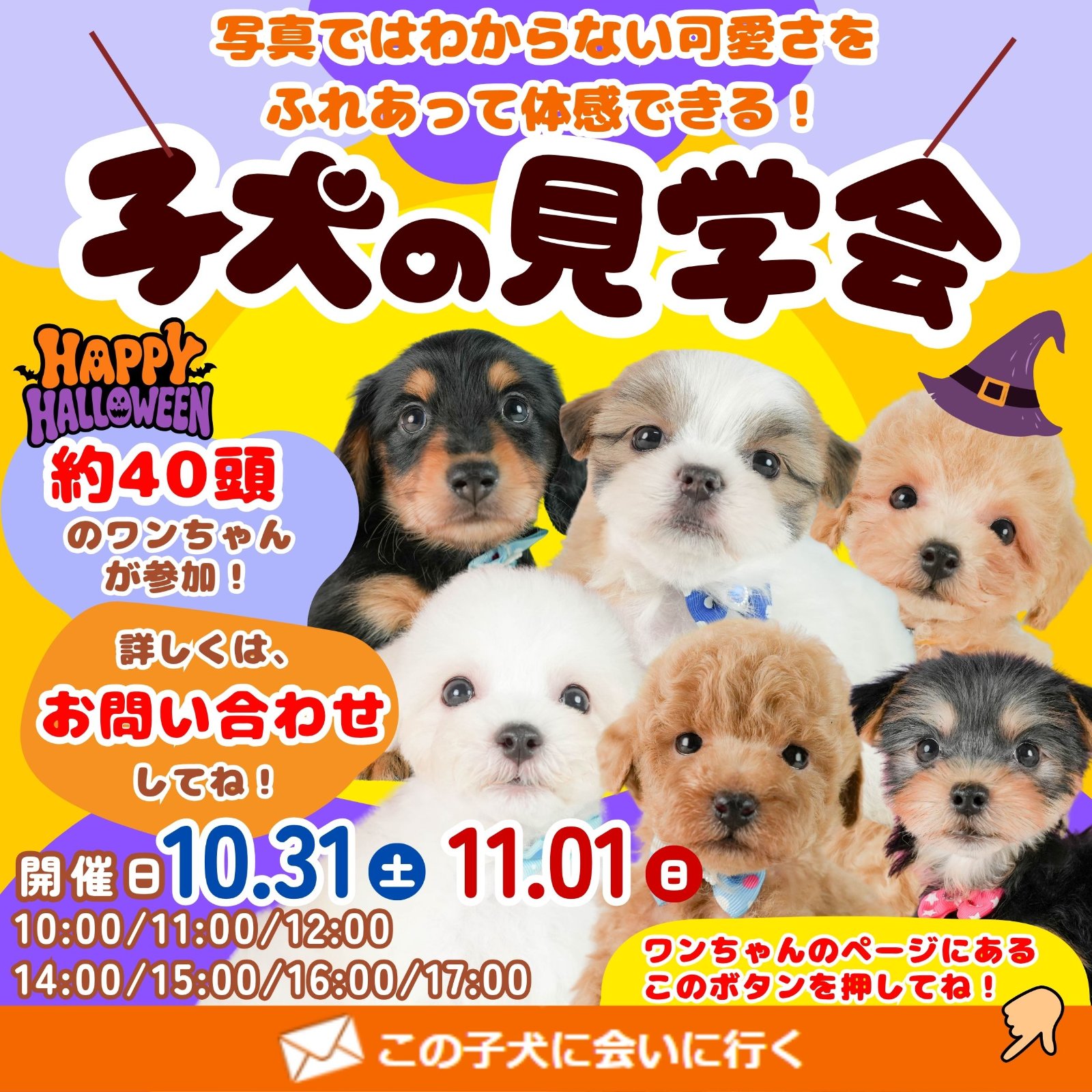 🎃🐶【10月31日・11月1日】ハロウィンこいぬ見学会開催！約40頭の子犬ちゃんが大集合👻🧡