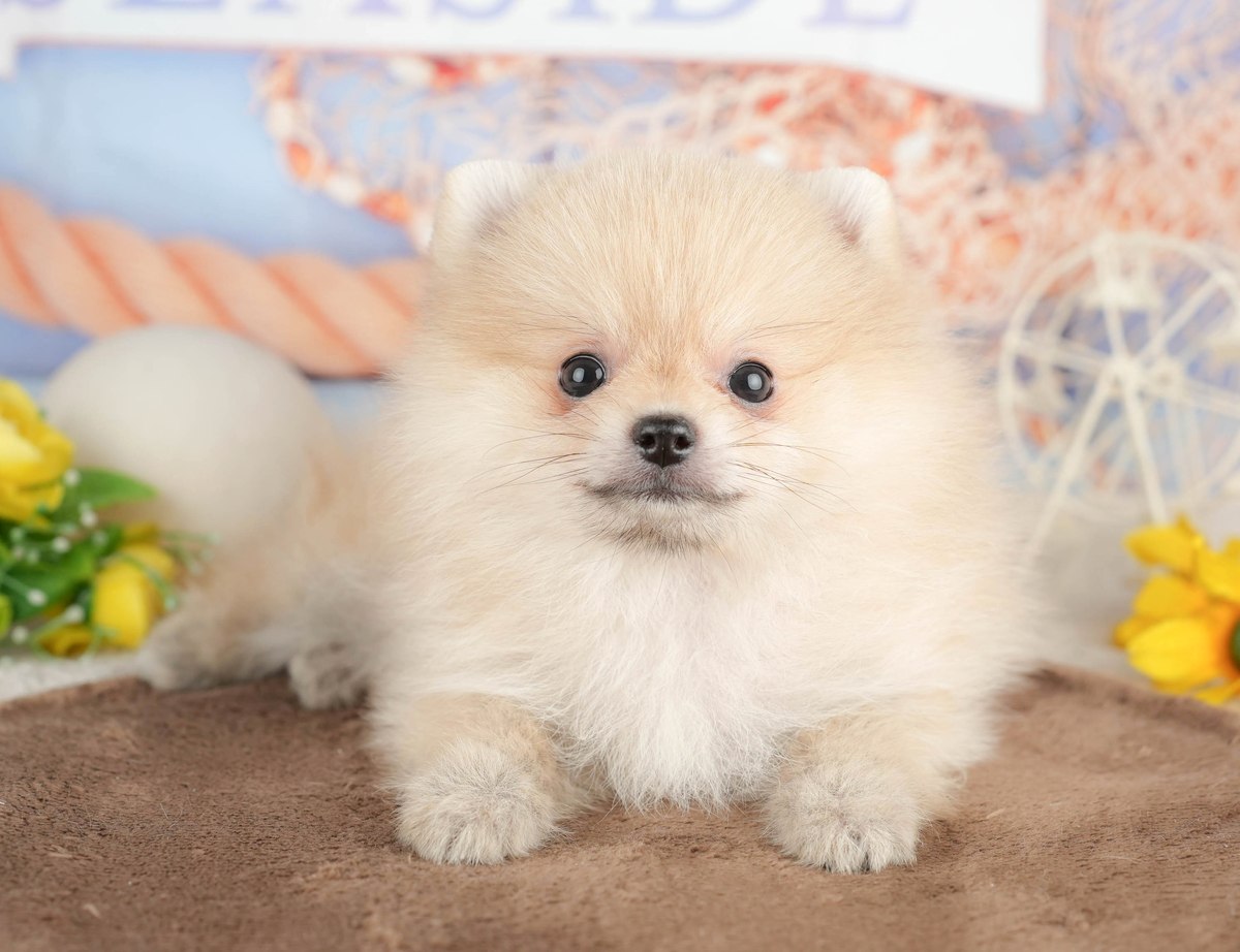 犬を飼うのは初めてで、毎日あたふたしていますが、むぎちゃん…