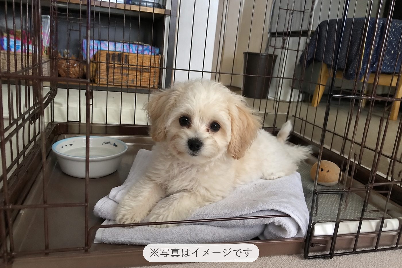 とっても、元気で走り回ってます