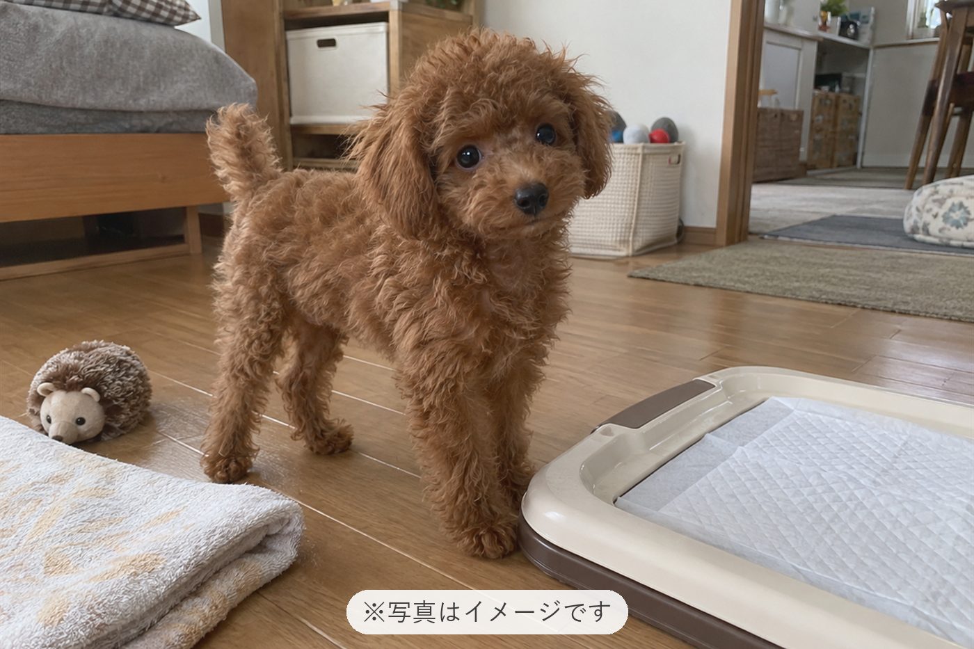 大変ですが毎日可愛いので、頑張れます
