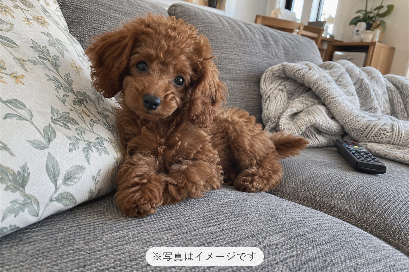 コハクはとても可愛く家族みんなが楽しい毎日を過ごしています😄