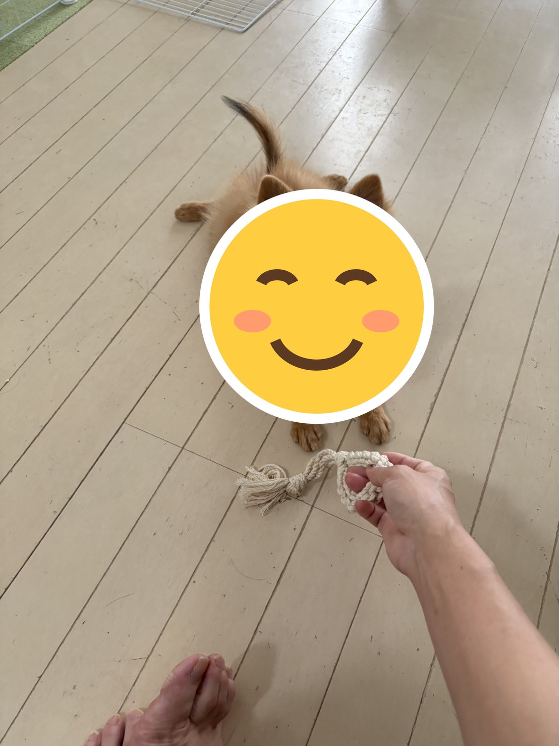 ちゃ太をお迎えしてから毎日癒されてます😊