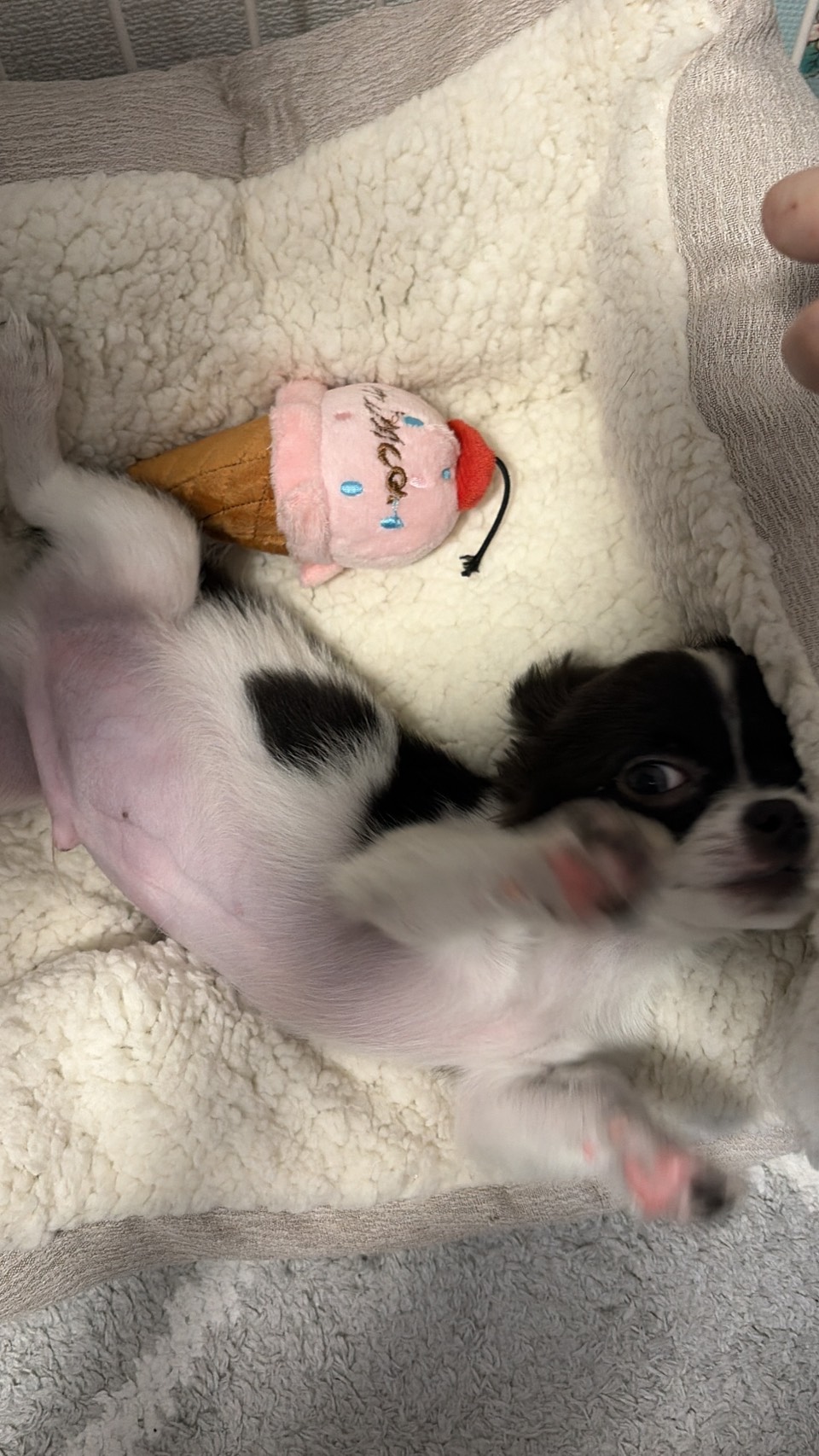 ヤンチャ坊主ちゃんだけど、いつも元気で癒しをくれて生活がも…