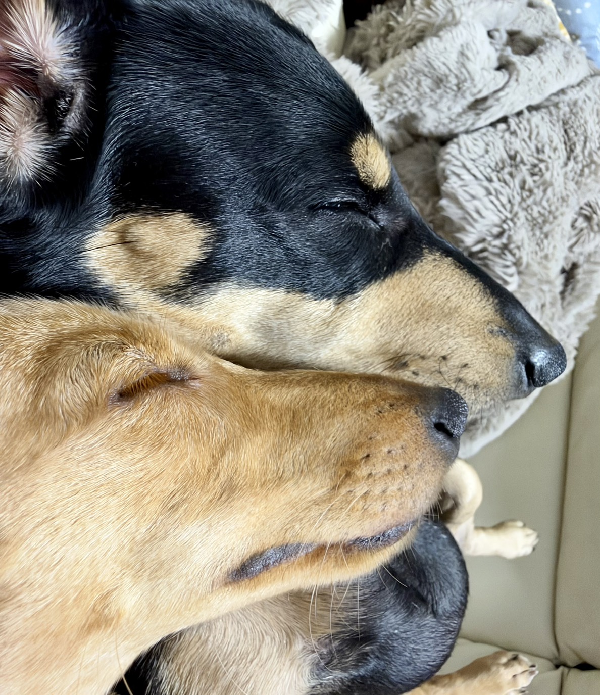 先住犬が妹を迎え、すっかりお兄ちゃんになりました