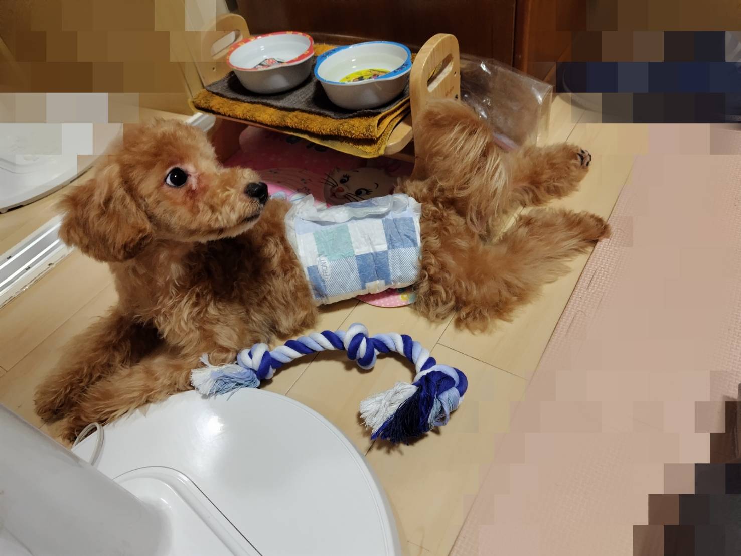 出会うべくして出会えたワンちゃんだと思っております