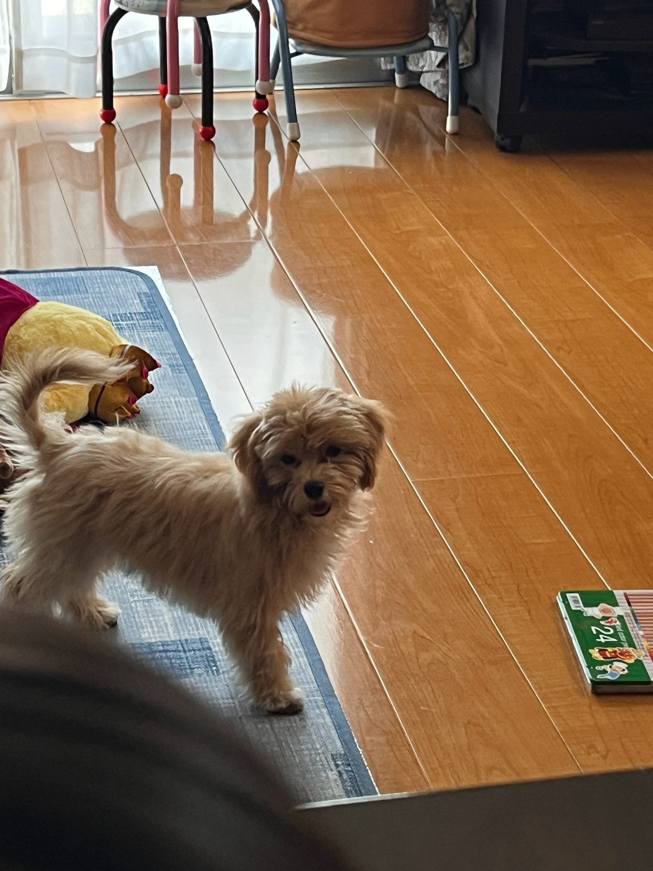家族10人別々に住んでいますすが、全員が毎日むぎに会いに来…