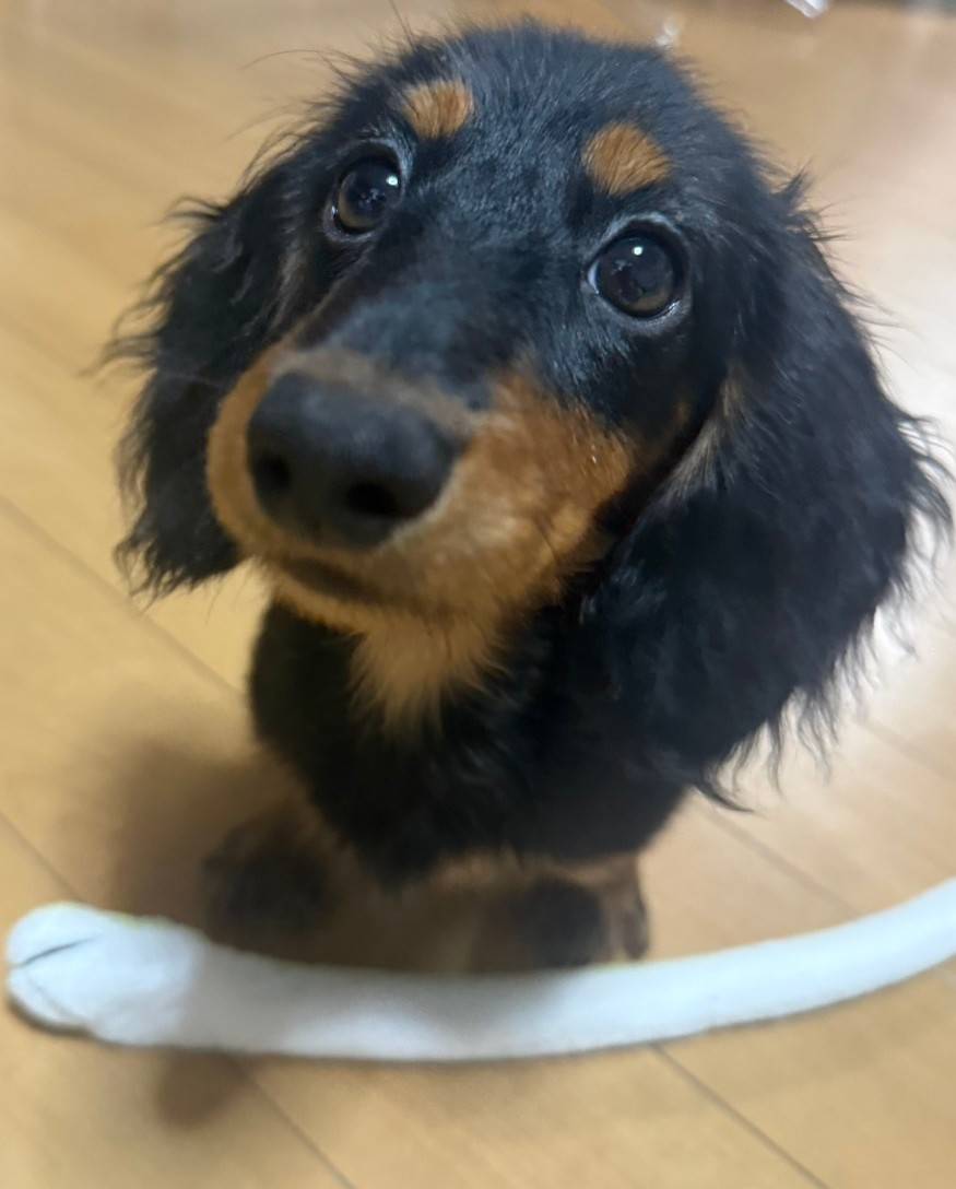 かわいい😍初めてのワンコでわからないことばかりで大変ですが…