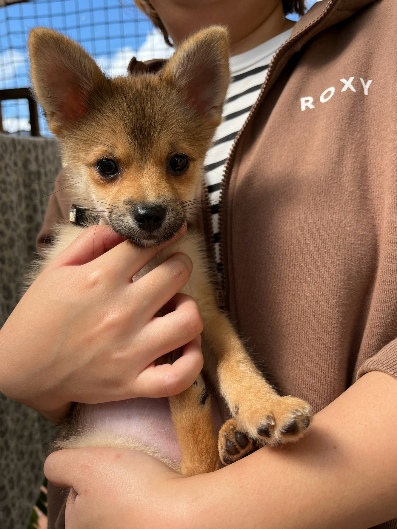 お迎えして１週間が経ちましたが、ワンコが毎日楽しそうにして…