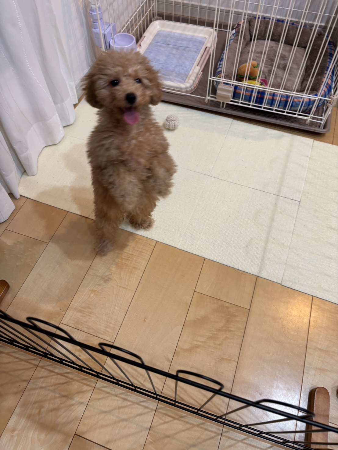 ピノは初日からずっとドックフードも毎食完食し、元気いっぱい…