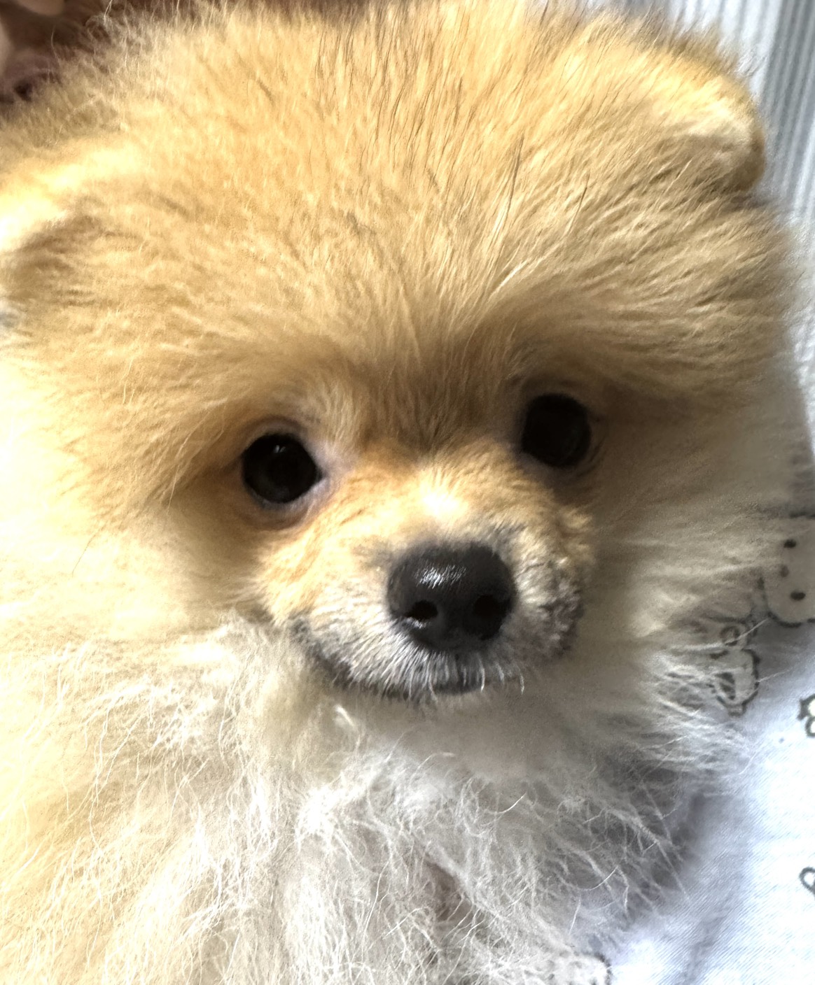 ブリーダーさんへ見学は初めてだったので不安もありましたが、…