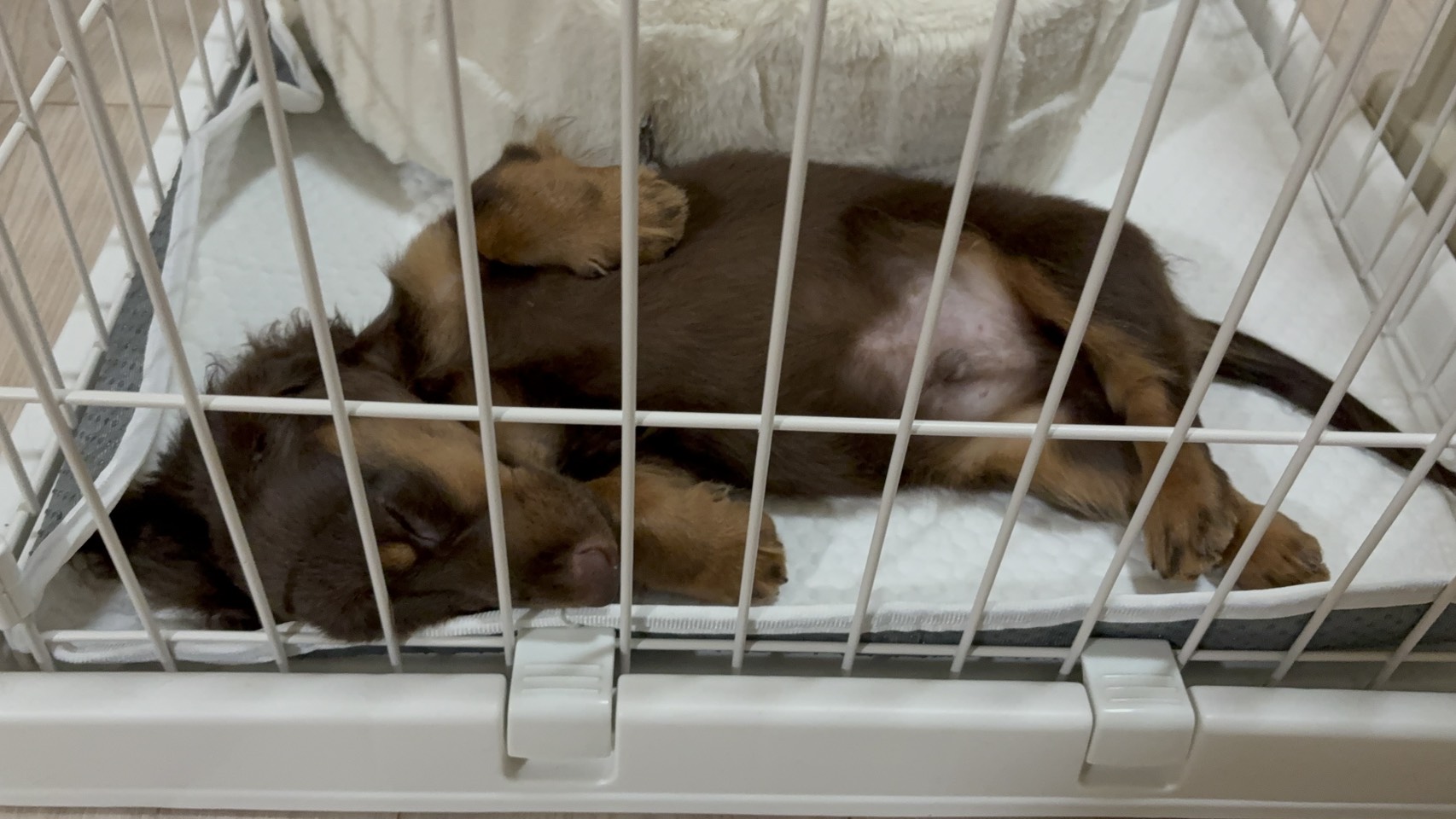 3日目ですが、すでに家に慣れてくれたようでとても可愛いです🐶