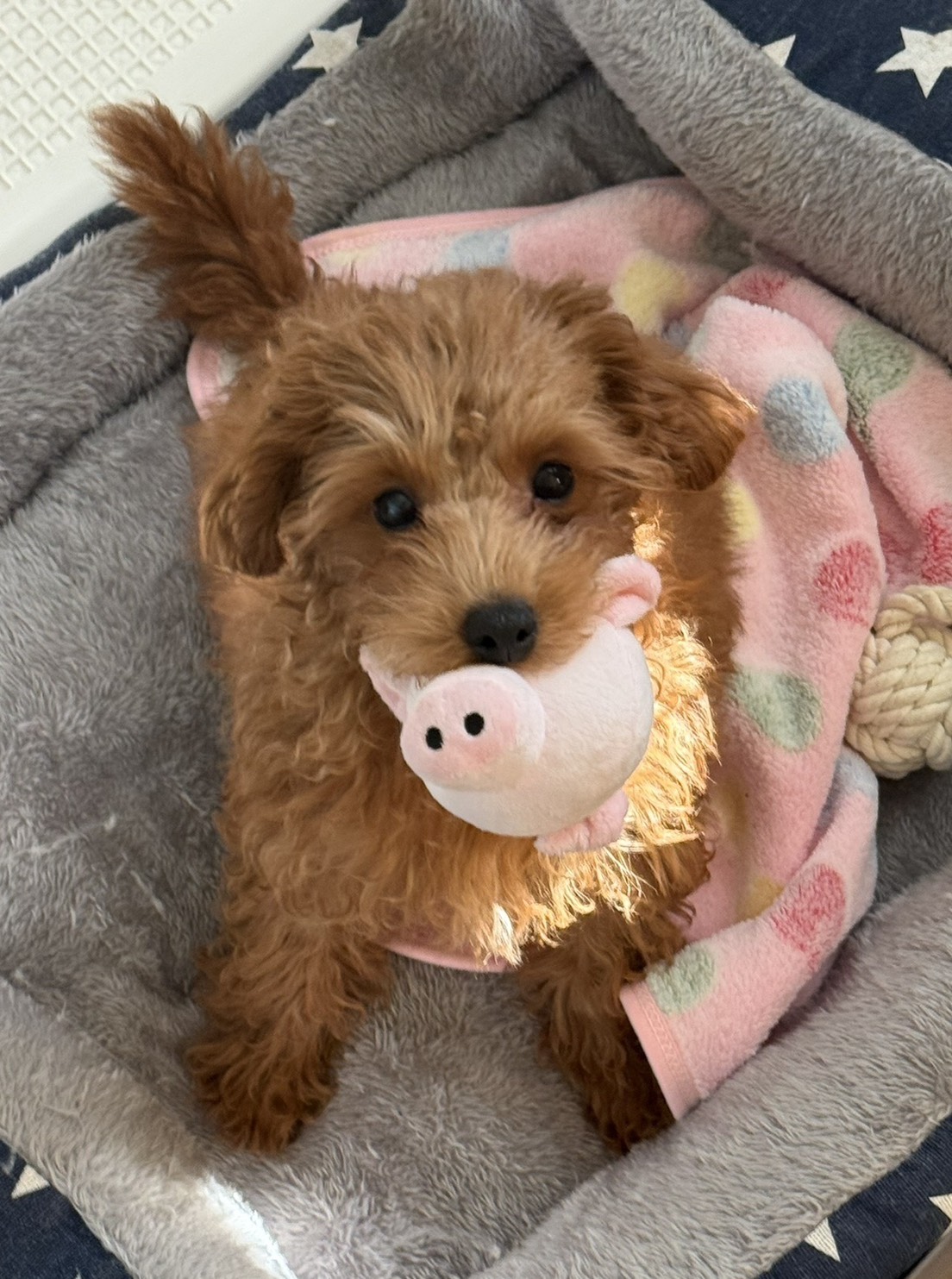 とても元気で可愛い家族が増えて毎日お世話するのが幸せです🥰