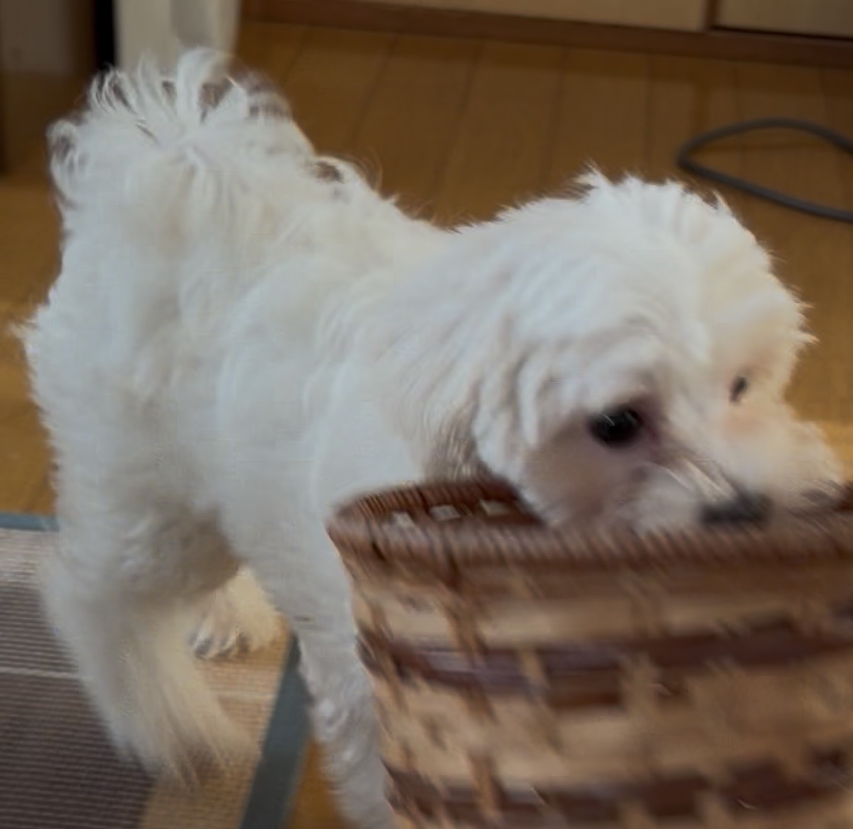 花ちゃんを迎え入れて、可愛さに癒され、毎日にぎやかに過ごし…