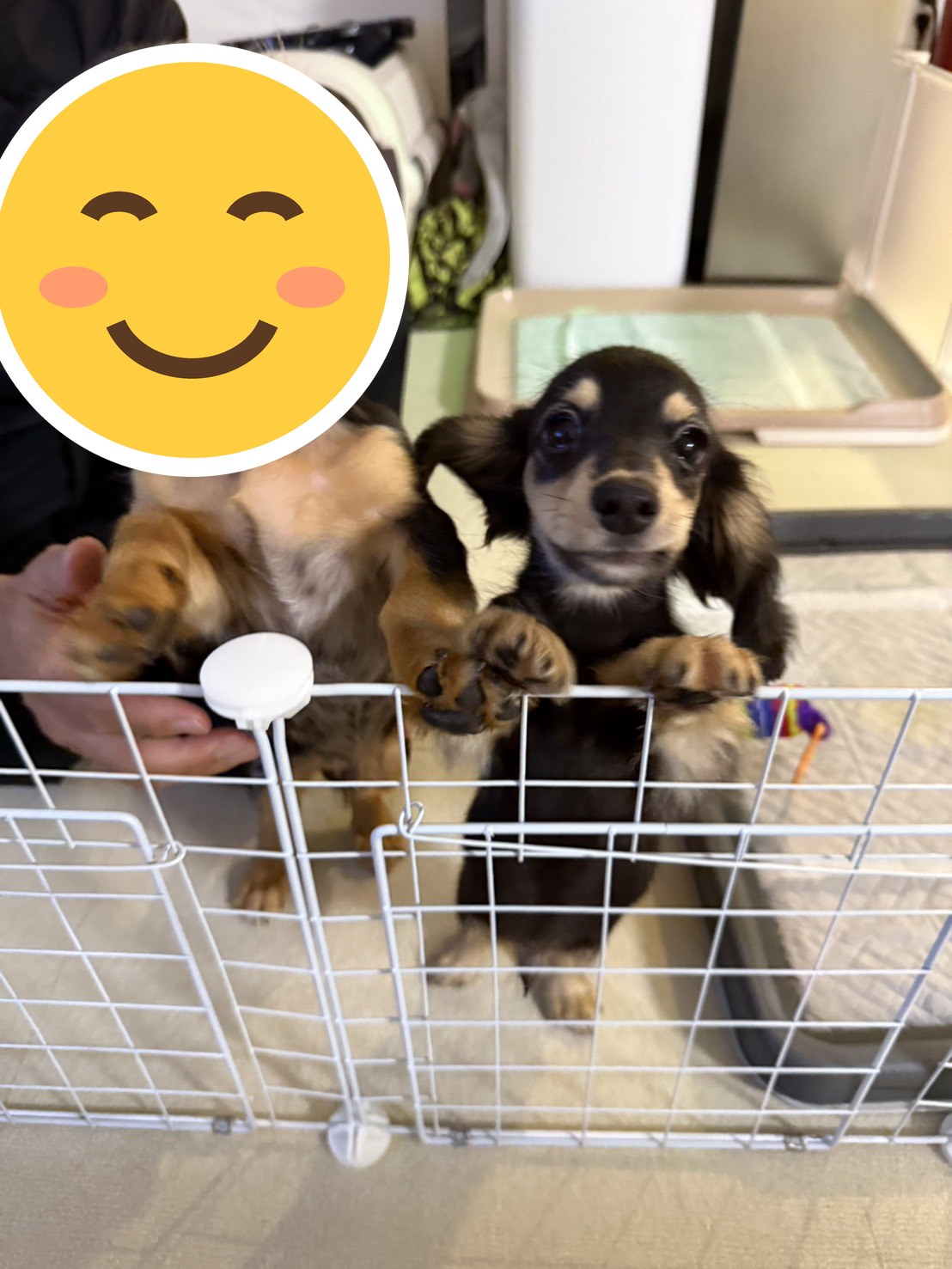 こんなにかわいいヤンチャな天使に出会えて幸せです👼🐶❤️