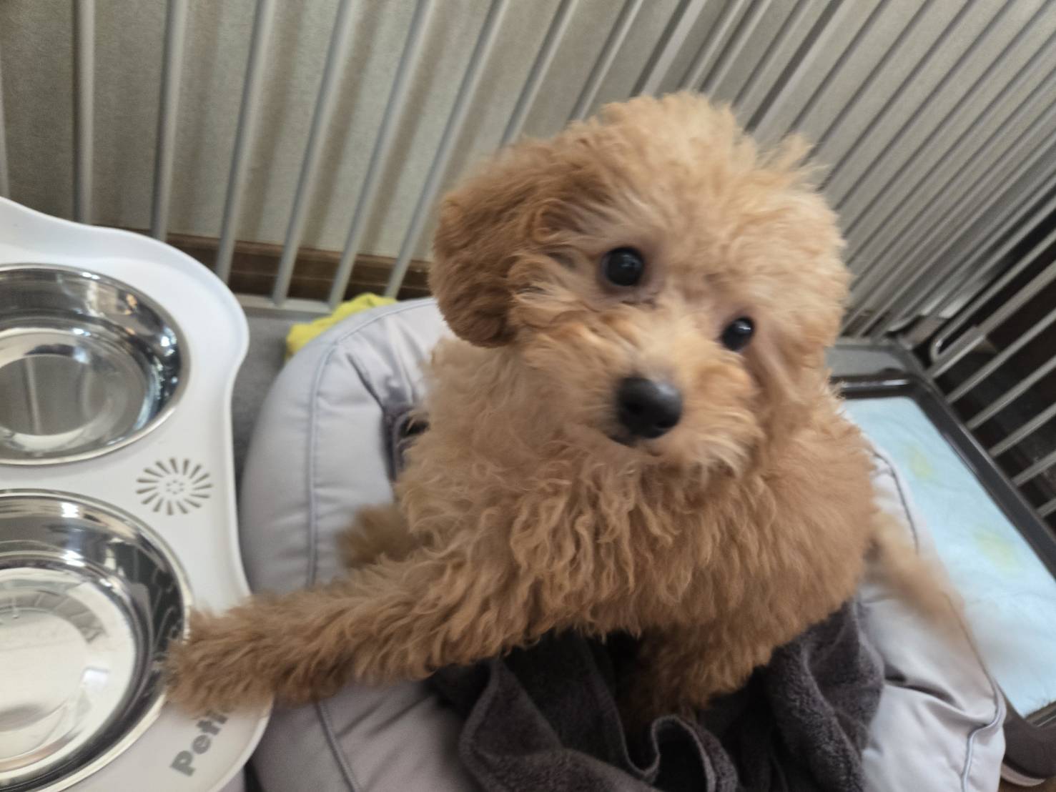 とにかくかわいいのですがうんちの処理が想像以上に大変でした