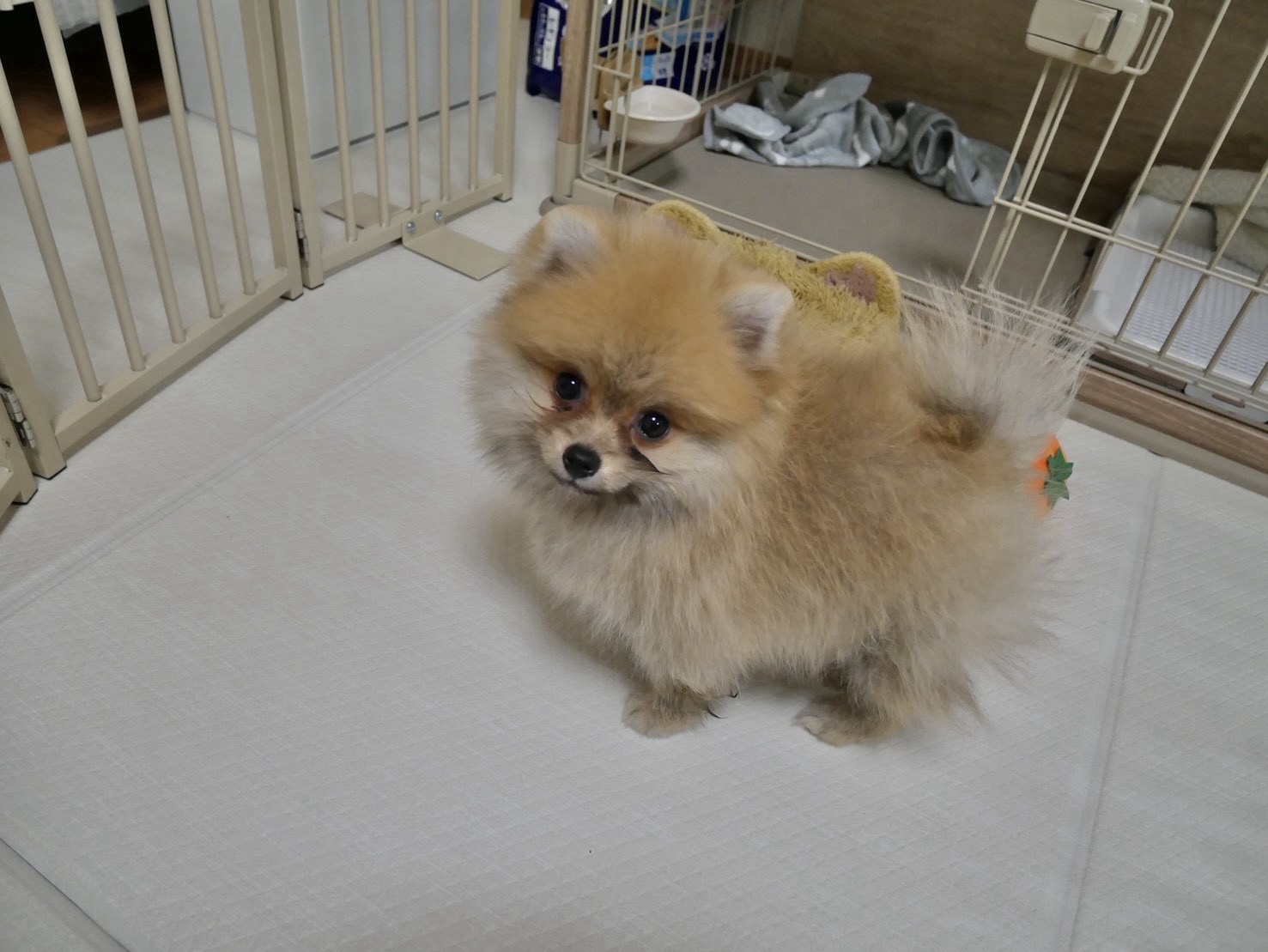 毎日かわいいです❤️