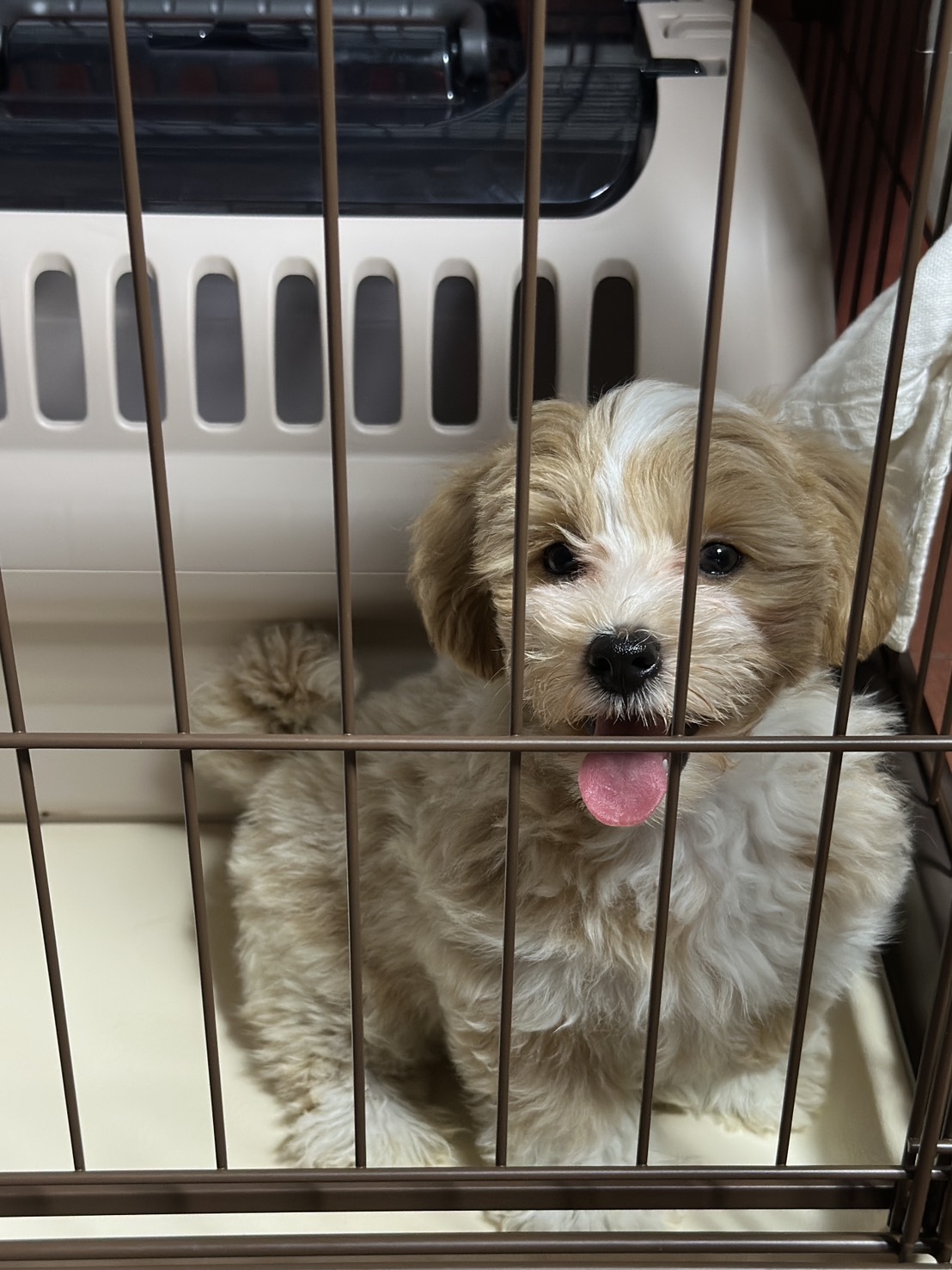 犬を飼うのは初めてですが、丁寧な説明と対応で安心して迎える…