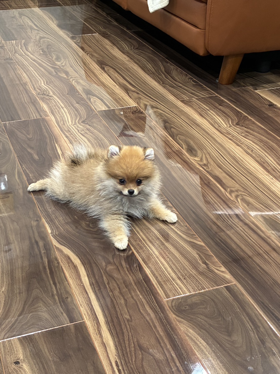 我が家に来てからは