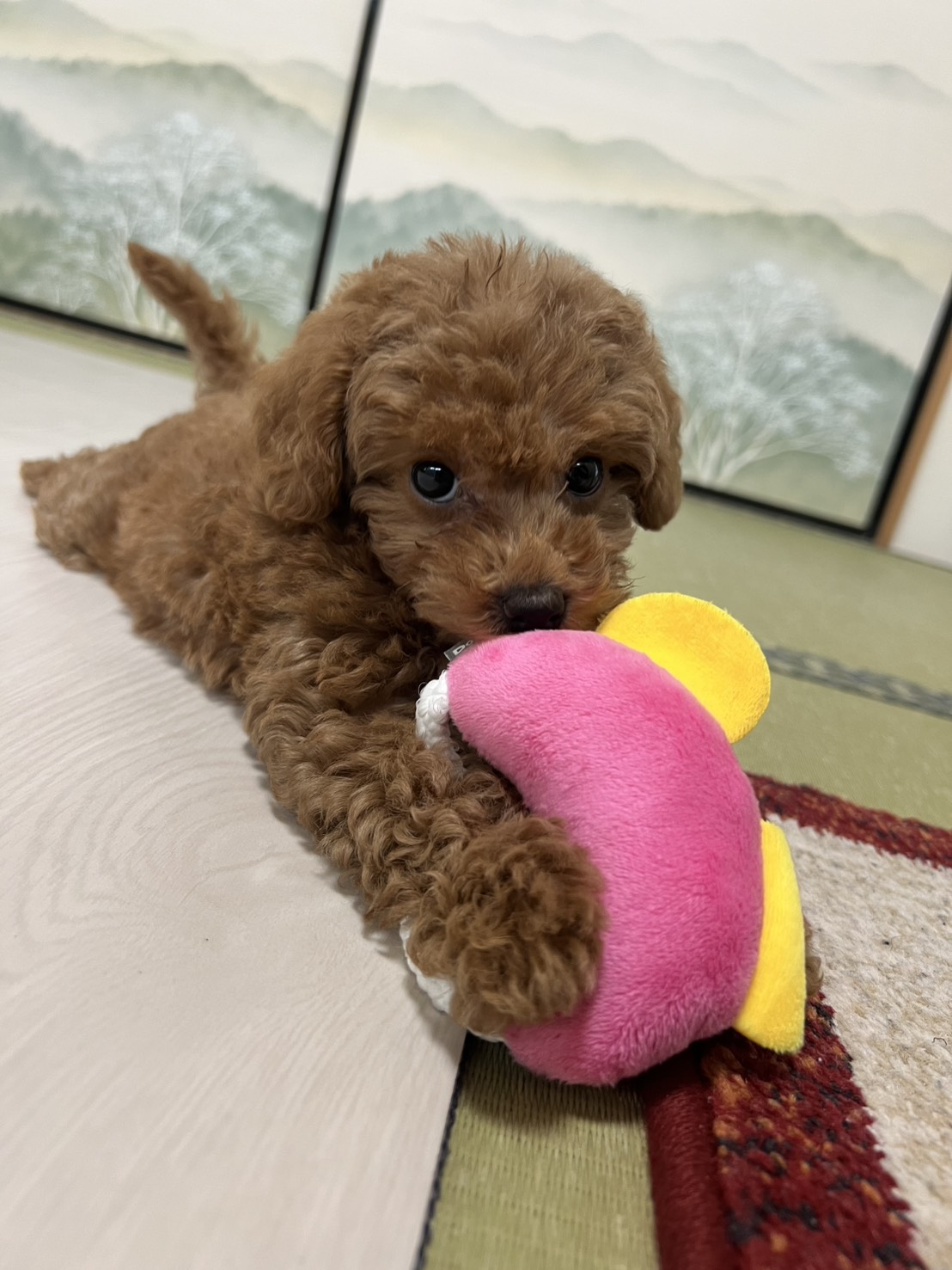 元気いっぱいでとても可愛く、家族みんなメロメロです☺️